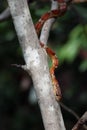 Rosy Rat Snake Florida Keys Corn in a tree on north Key Largo, Florida
