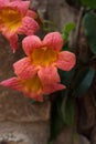 Rosy Red Trumpet Vine growing on a tree Royalty Free Stock Photo