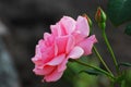 Rosy rose Royalty Free Stock Photo
