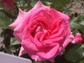 Rosy rose Royalty Free Stock Photo