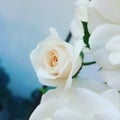 Rosy rose white Royalty Free Stock Photo