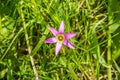 Rosy Sandcrocus (Romulea rosea), endemic in South Africa and naturalized in Europe, Australia, New Zealand and California in the