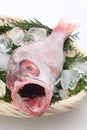 Rosy sea bass