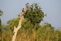 Rosy starling bird sitting in a group in tree branch