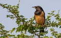 Rosy Starling morning sunbath Royalty Free Stock Photo