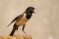 The rosy Starling is standing with open beak on a beautiful background Royalty Free Stock Photo