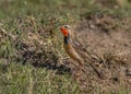 Rosy-throated longclaw Macronyx ameliae