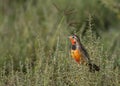 Rosy-throated longclaw Macronyx ameliae Royalty Free Stock Photo