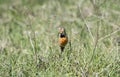 Rosy-throated Longclaw Macronyx ameliae in a Wet Meadow Royalty Free Stock Photo