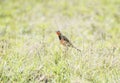 Rosy-throated Longclaw Macronyx ameliae in a Wet Meadow Royalty Free Stock Photo