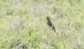 Rosy-throated Longclaw Macronyx ameliae in a Wet Meadow Royalty Free Stock Photo