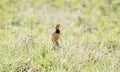 Rosy-throated Longclaw Macronyx ameliae in a Wet Meadow Royalty Free Stock Photo