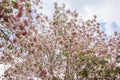 Rosy trumpet tree and flowers with blue sky background Royalty Free Stock Photo