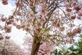 Rosy trumpet tree and flowers with blue sky background Royalty Free Stock Photo