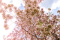 Rosy trumpet tree and flowers Royalty Free Stock Photo