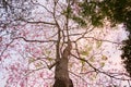 Rosy trumpet tree and flowers. Royalty Free Stock Photo