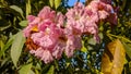 Rosy trumpet tree pink flowers on a sunny morning in Bengaluru