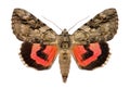 Rosy underwing moth, Catocala electa Royalty Free Stock Photo