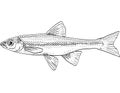 Rosyface shiner or Notropis rubellus Freshwater Fish Cartoon Drawing