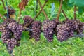 RosÃÂ© grapes on a grapevine ready for harvesting