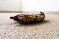 Rot Banana, Molder Rotten Banana Isolated on Concrete Background Royalty Free Stock Photo