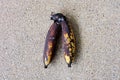 Rot Banana, Molder Rotten Banana Isolated on Concrete Background