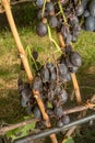 Rot of grapes close-up. Protection of the vineyard garden from d Royalty Free Stock Photo