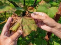 Rot of vine leaves and dry grapes. Protection of the vineyard Royalty Free Stock Photo