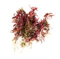 Rotala blood red Royalty Free Stock Photo