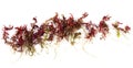Rotala blood red Royalty Free Stock Photo