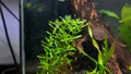 Rotala green growing underwater in aquascape pearling some buble of oxygen