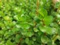 Rotala plant Royalty Free Stock Photo
