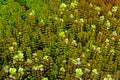 Rotala rotundifolia, the dwarf rotala Royalty Free Stock Photo