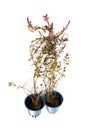 Rotala rotundifolia in studio Royalty Free Stock Photo