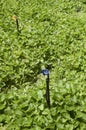 Rotary micro sprinklers irrigation system at work Royalty Free Stock Photo