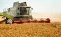 Rotary straw walker cut and threshes ripe wheat grain. Man in combine harvesters with grain header, wide chaff spreader