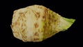 Rotating celery root on transparent background looping with alpha channel