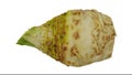 Rotating celery root on white background 02B Looping