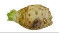 Rotating celery root on white background 02 a looping