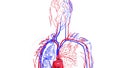 Rotating model of the human circulatory system. 3d rendering blood vessels. The medical background, computer generated.