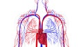 Rotating model of the human circulatory system. 3d rendering blood vessels. The medical background, computer generated.