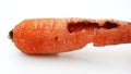 Rotating of rotten carrot bited by insect