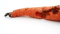 Rotating of rotten carrot bited by insect