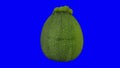 Rotating Round Zucchini on Blue Background 01