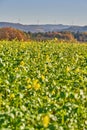 Rotating wind turbines on a hill behind a rape field. Rotating wind power plants on a hill behind a canola field