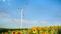 Rotating windmills generating electricity in a sunflower and corn field on a windy, sunny day. Generating alternative