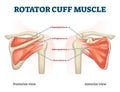 Rotator cuff muscle with anatomical posterior and anterior view expample Royalty Free Stock Photo