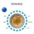 Rotavirus anatomy. Vector diagram of the location of rotavirus structural proteins Royalty Free Stock Photo