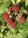 Rote Beeren Royalty Free Stock Photo