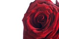 Rote Rose - red Rose Royalty Free Stock Photo